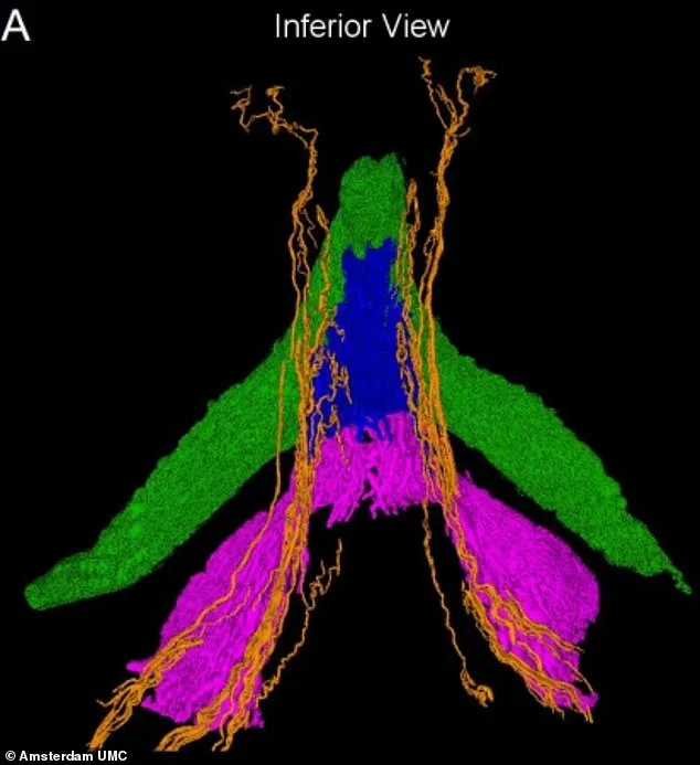 Breakthrough in Clitoral Anatomy: X-ray Imaging Reveals Nerve Network, Reshaping Understanding of Female Pleasure