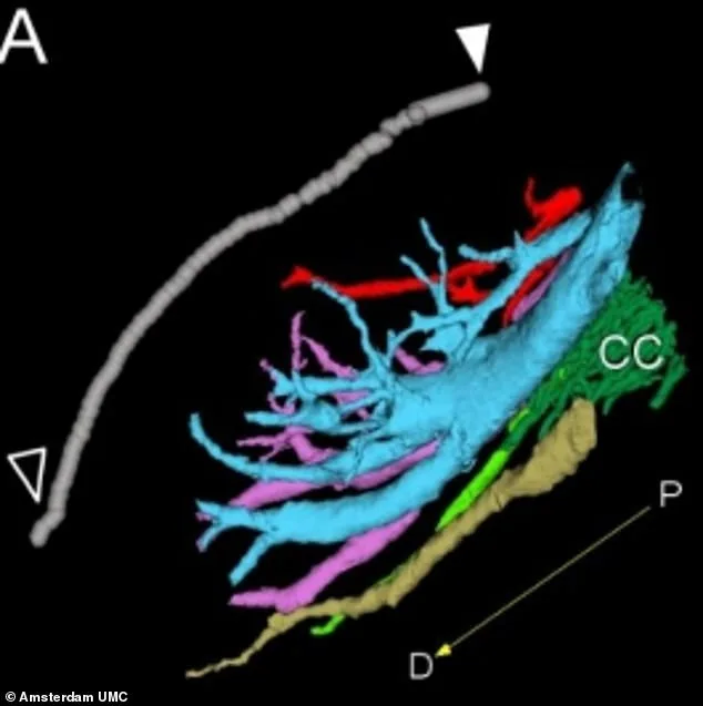 Breakthrough in Clitoral Anatomy: X-ray Imaging Reveals Nerve Network, Reshaping Understanding of Female Pleasure