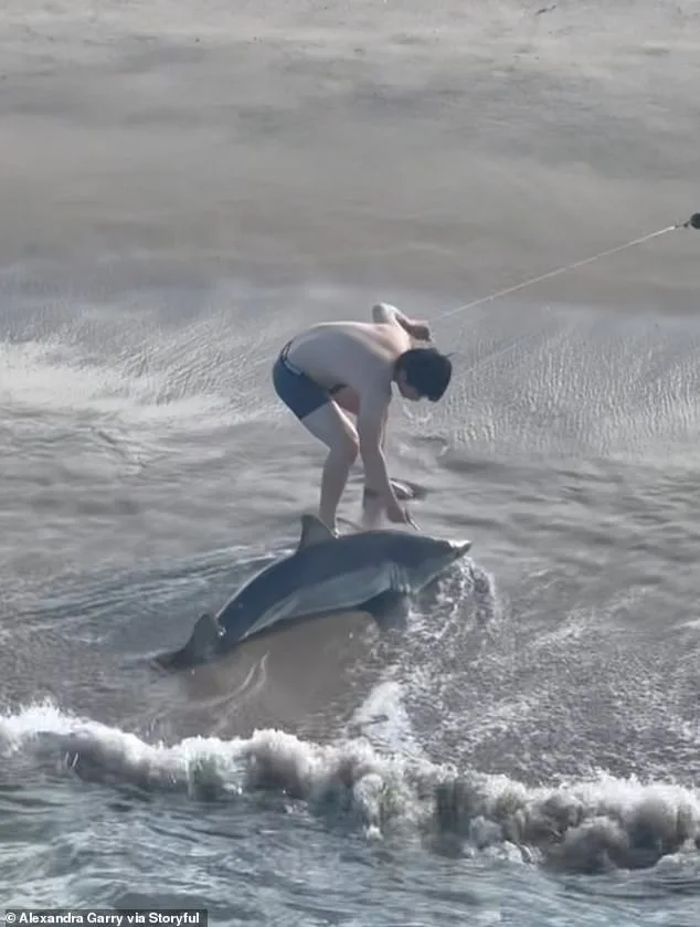 Young Fisherman's Life-or-Death Struggle with Juvenile Great White Shark at Hermosa Beach Pier