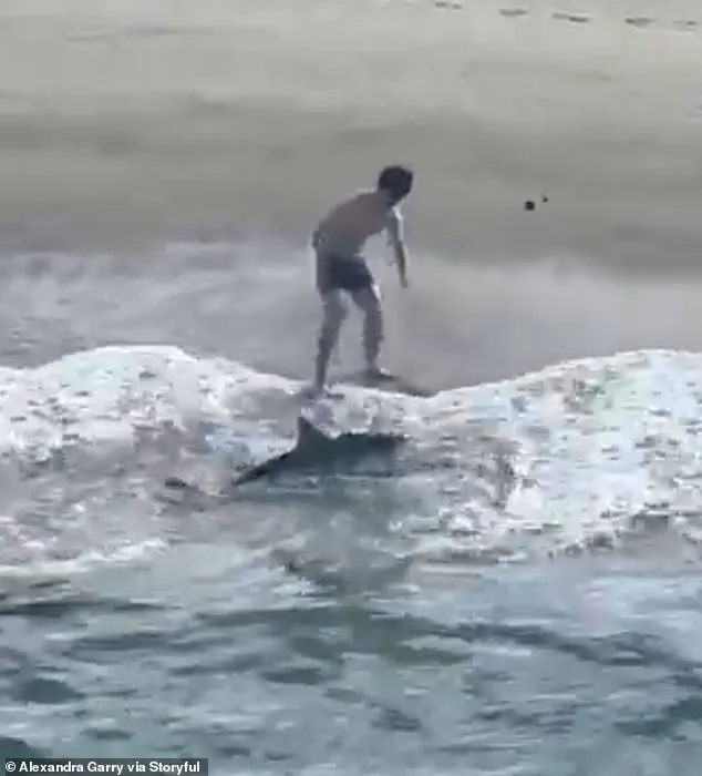 Young Fisherman's Life-or-Death Struggle with Juvenile Great White Shark at Hermosa Beach Pier