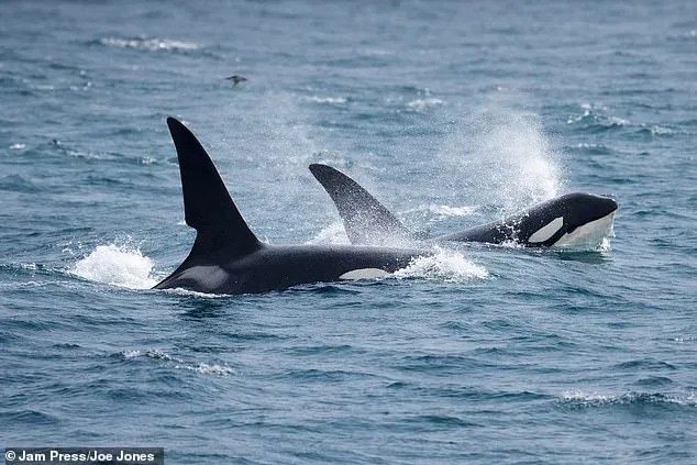 Steve Backshall's Rare Encounter with UK's Last Resident Killer Whales in Cornwall Captures Conservationists' Attention