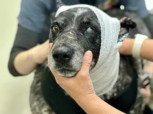 Abandoned After Deportation: The Story of Eclipse, America's Saddest Husky