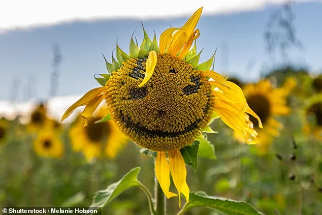 Study Reveals Bias in Face Pareidolia: Why We See More Male Faces in Ambiguous Objects