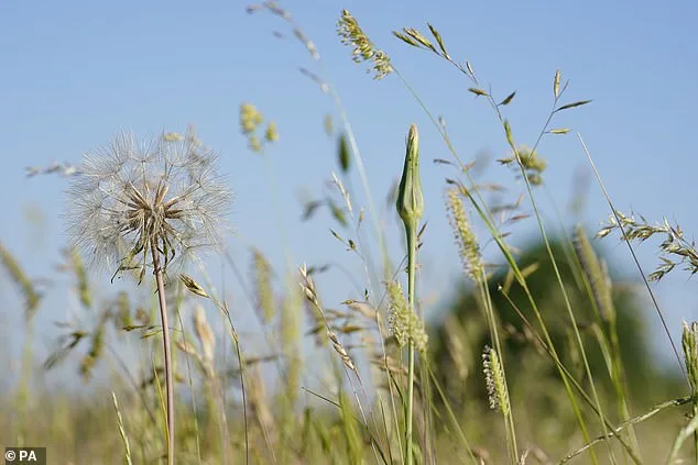 Pollen Bomb Sparks Concern Over Hay Fever Medication Overuse in UK