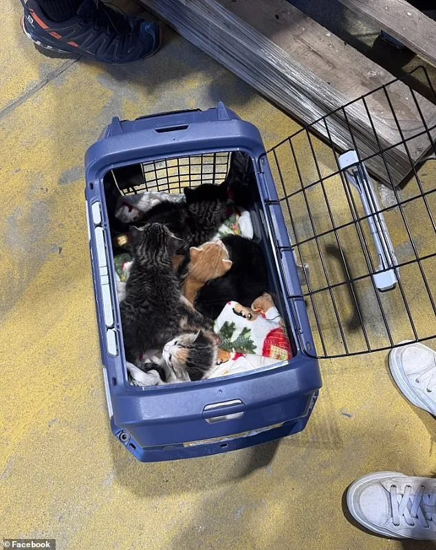 Lowe's Employees Stumble Upon Kitten Nursery