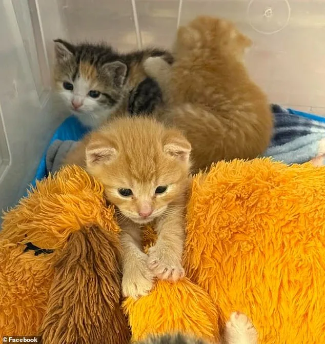 Lowe's Employees Stumble Upon Kitten Nursery