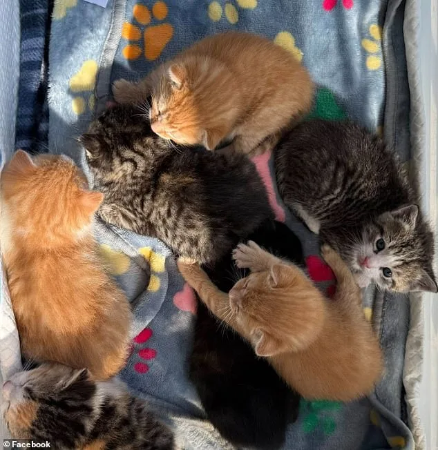 Lowe's Employees Stumble Upon Kitten Nursery