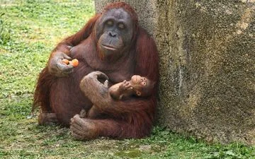 Rescuing Stranded Whale: Germany's Gentle Approach.