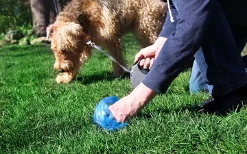 Rescuing Stranded Whale: Germany's Gentle Approach.