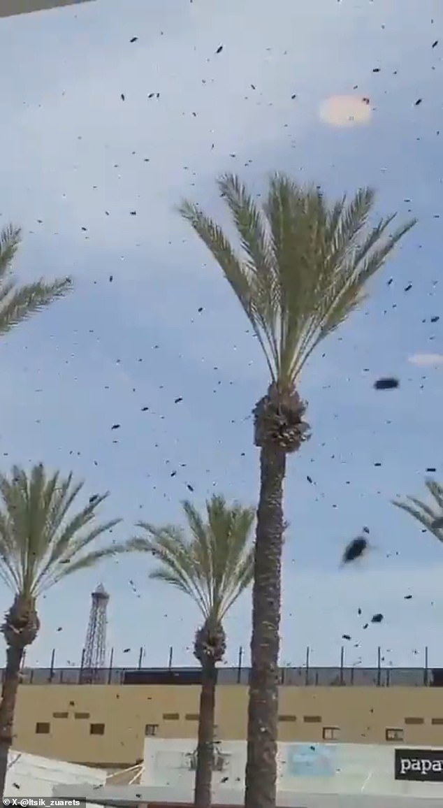 Netivot residents seal windows as massive bee swarm sparks biblical prophecy fears