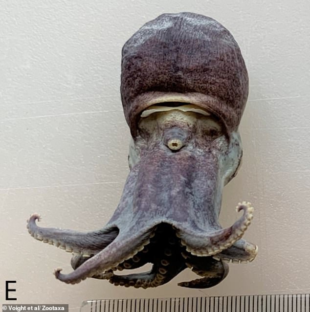 Scientists Discover Tiny Blue Octopus in Galápagos Depths