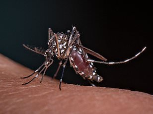 Climate change expands Chikungunya virus risk to Europe and North America.