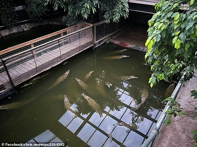 Zoo carers distracted by phones allegedly enable crocodile attack on boy