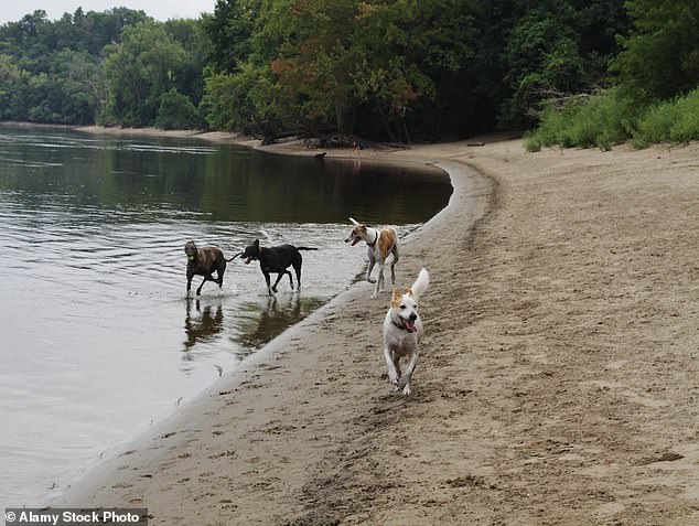 School board member suggests urinating on white graves to replace dog park.
