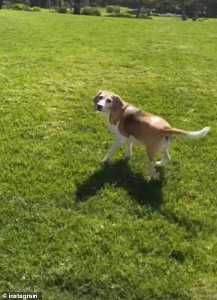 A Heartwarming Glimpse of the Duke and Duchess of Sussex's Family Life with Their Rescue Beagle