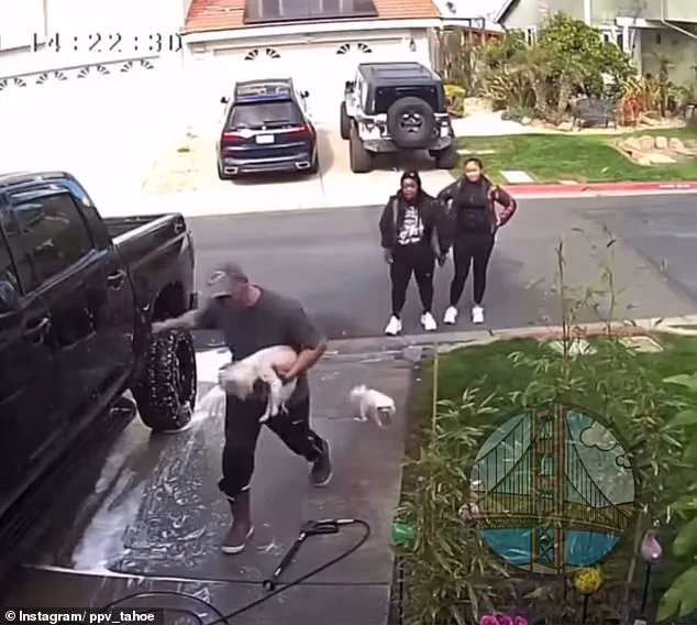 Bay Area Dog Attack: Shocking Video Circulates Online