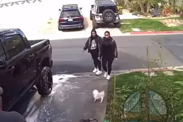 Bay Area Dog Attack: Shocking Video Circulates Online