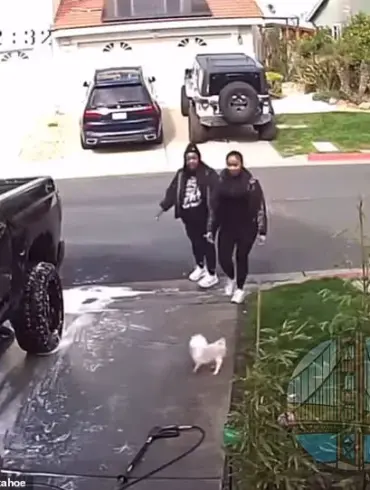 Bay Area Dog Attack: Shocking Video Circulates Online