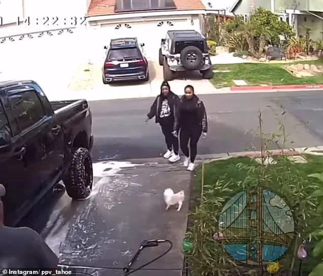 Bay Area Dog Attack: Shocking Video Circulates Online