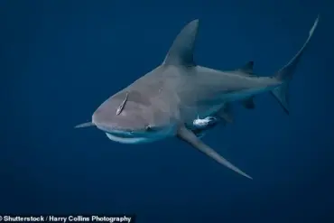 Canadian Woman Has Hands Bitten Off by Shark in Turks and Caicos