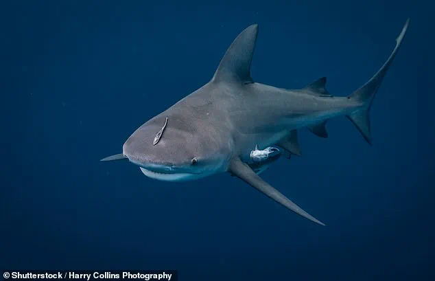 Canadian Woman Has Hands Bitten Off by Shark in Turks and Caicos