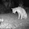 Florida Panther's Wild Encounter with Opossum