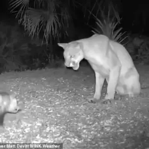 Florida Panther's Wild Encounter with Opossum