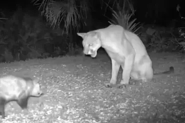 Florida Panther's Wild Encounter with Opossum