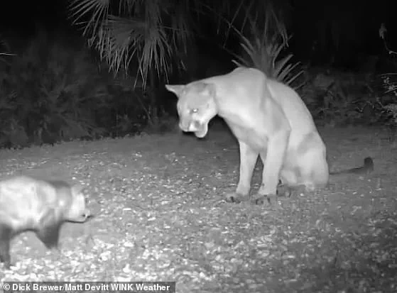 Florida Panther's Wild Encounter with Opossum