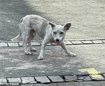 Fugitive Dog Scrim Captured in New Orleans