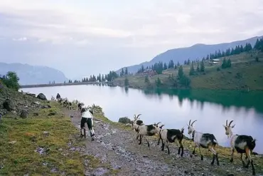 Living as a Goat in Switzerland: A Man's Quest for a Greener Pasture