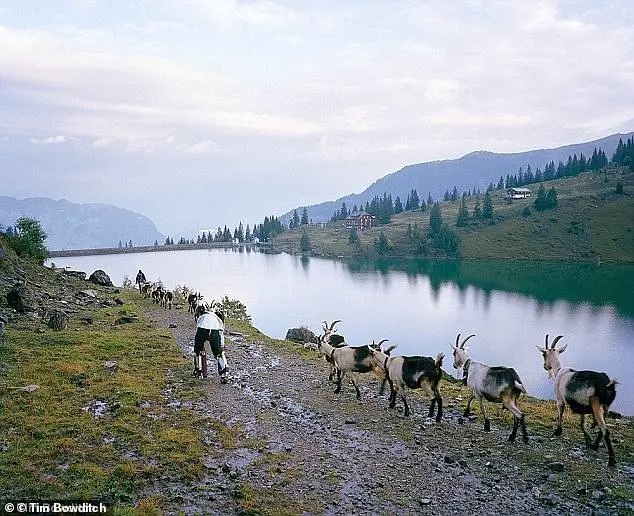 Living as a Goat in Switzerland: A Man's Quest for a Greener Pasture