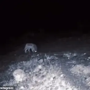 Rare Footage Captures Mountain Lions and Wolves Near Human Trails in California