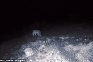 Rare Footage Captures Mountain Lions and Wolves Near Human Trails in California