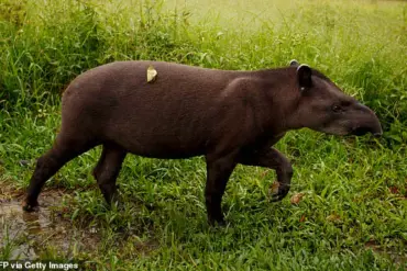 Rare Sighting of South American Tapirs in Brazil