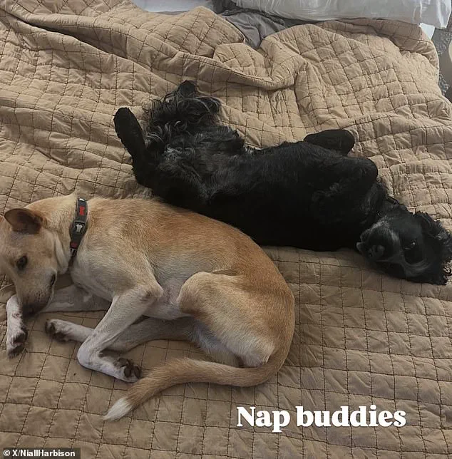 Adorable Dog Uses Fake Limp to Comfort New Rescue Sibling