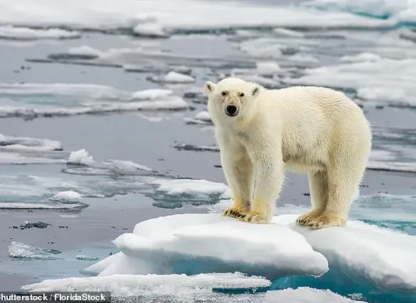 Antarctic Sea Ice Hits Near-Record Low, Compounding Climate Woes