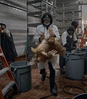 Bird Flu: Quammen's Concerns and Wet Markets