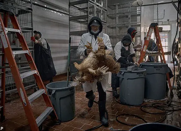 Bird Flu: Quammen's Concerns and Wet Markets