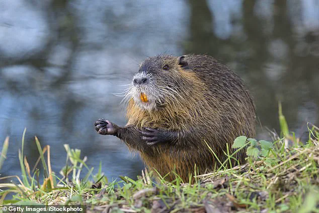 US asks Americans to hunt and eat invasive South American rodent