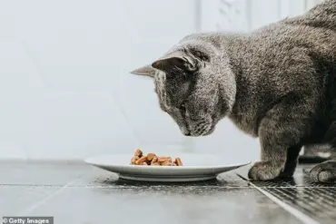 Wild Coast Raw Cat Food Recalled Due to Bird Flu Contamination Risk