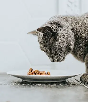 Wild Coast Raw Cat Food Recalled Due to Bird Flu Contamination Risk