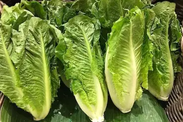 E. Coli Outbreak Linked to Lettuce Sickens 89 Across 15 States; FDA Accused of Cover-Up