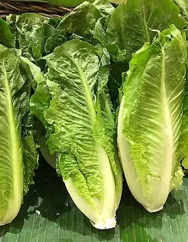 E. Coli Outbreak Linked to Lettuce Sickens 89 Across 15 States; FDA Accused of Cover-Up
