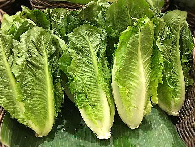 E. Coli Outbreak Linked to Lettuce Sickens 89 Across 15 States; FDA Accused of Cover-Up
