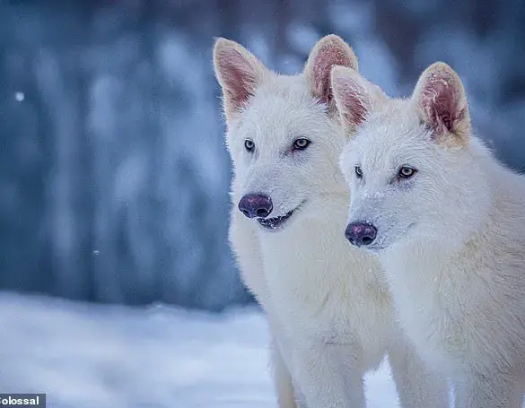 Scientists Bring Dire Wolves Back From Extinction