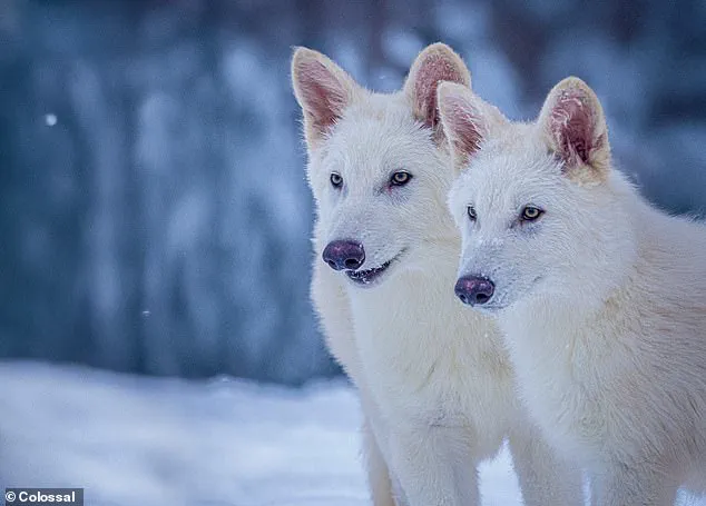 Scientists Bring Dire Wolves Back From Extinction