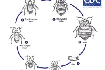 Watch Out for Bedbugs in Vacation Rentals: How to Spot and Prevent Infestations