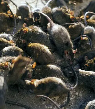 Public Health Experts Warn of Hantavirus Risk in California Hotel Rooms