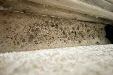 Toxic Mould in Council Flat Sparks Health Crisis and Housing Reform Advocacy, Experts Warn